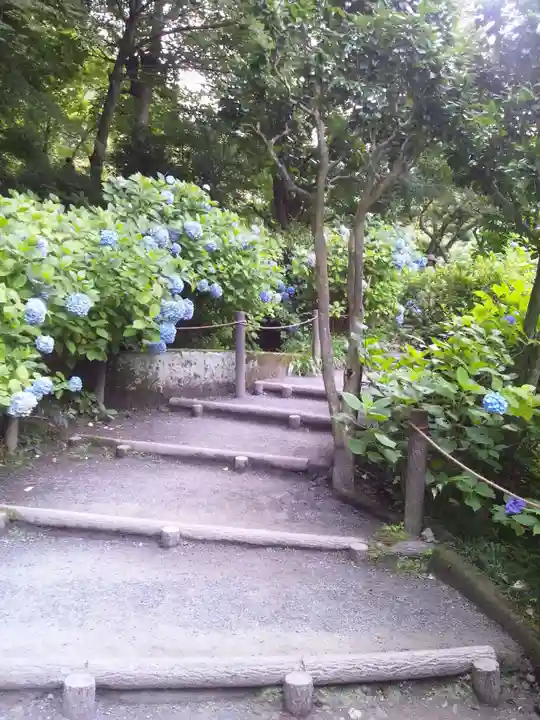 明月院(神奈川県)