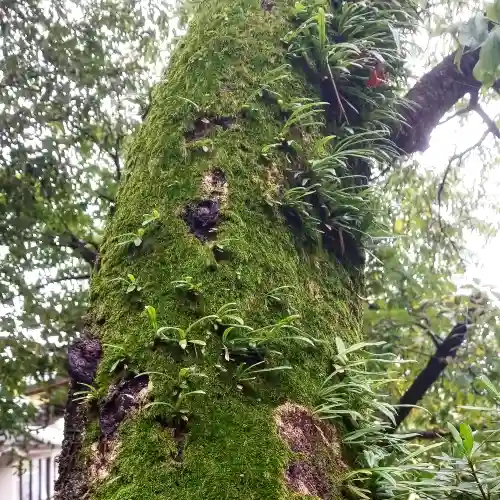 花園稲荷神社の自然