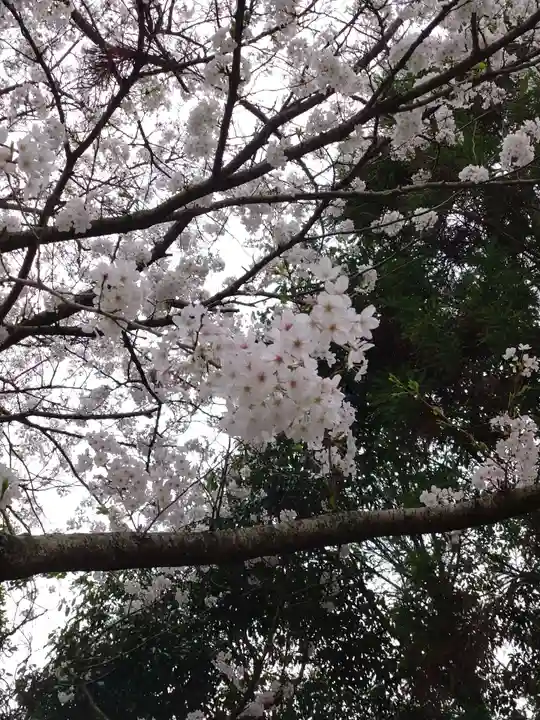 河内阿蘇神社(熊本県)