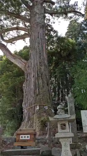 飛龍八幡宮の自然