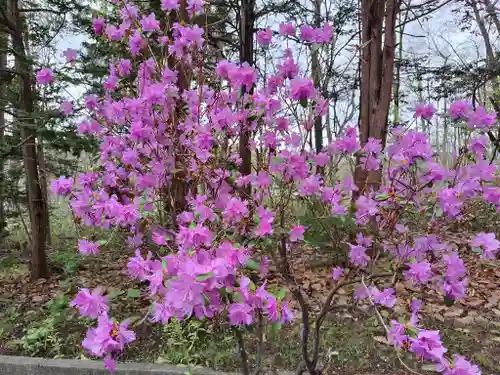 上川神社の自然