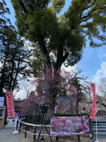 北野天満宮の庭園