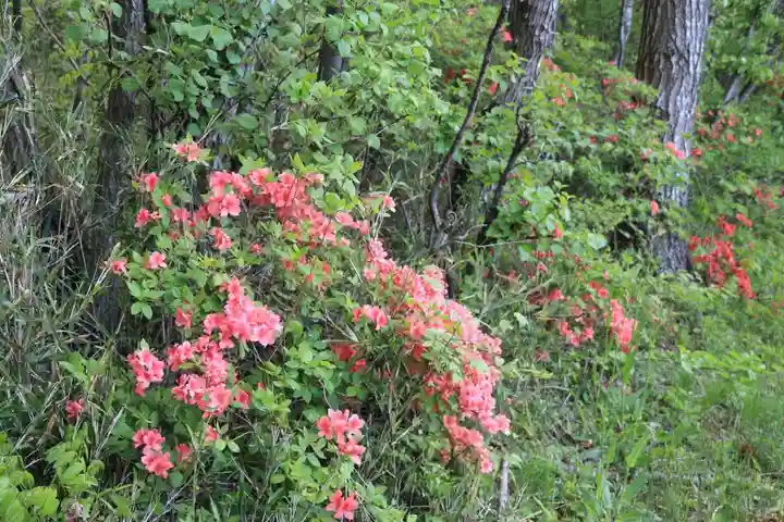 多賀神社の自然