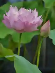 極楽山　浄土寺の自然