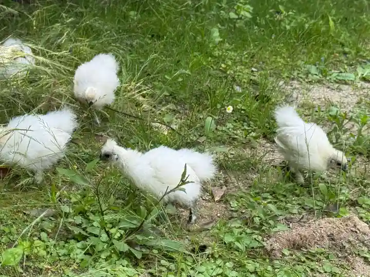 高屋敷稲荷神社(福島県)