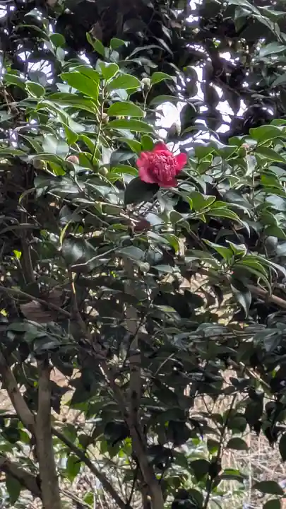 大豊神社(京都府)