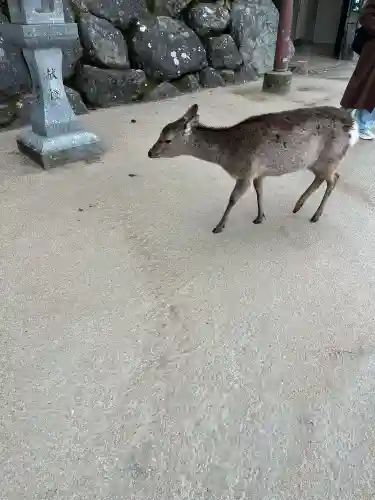 厳島神社の{uncategorized: "未分類", other: "その他", undefined: "問題あり", building: "その他建物", grave: "お墓", sacred_gate: "鳥居", guardian: "狛犬", statue: "像", buddha: "仏像", history: "歴史", nature: "自然", garden: "庭園", animal: "動物", pagoda: "塔", temizu: "手水舎", mountain_gate: "山門・神門", sanctuary: "本殿・本堂", subordinate: "末社・摂社", art: "芸術", scenery: "景色", jizo: "地蔵", ema: "絵馬", goshuin: "御朱印", omikuji: "おみくじ", items: "授与品その他", amulet: "お守り", goshuincho: "御朱印帳", eats: "食事", festival: "お祭り", votive_dance: "神楽", shichigosan: "七五三参", wedding: "結婚式", experience: "体験その他", initially: "初詣", around: "周辺", anti_infection: "感染症対策"}