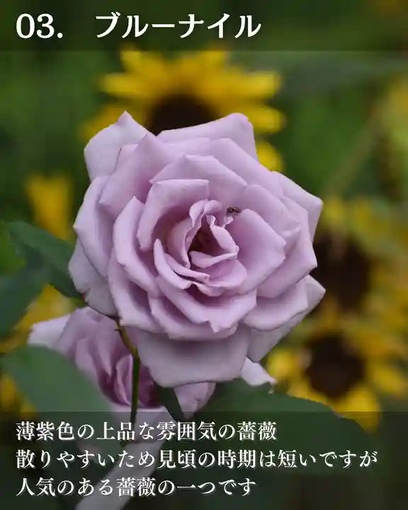 宝光寺(北海道)