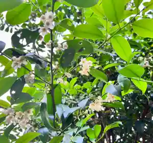 手力雄神社(岐阜県)(2024年06月07日(金) 20時41分18秒投稿)
