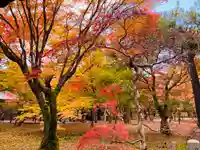 東福禅寺(東福寺)の自然