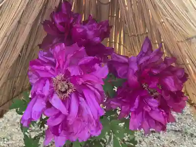 石光寺(奈良県)