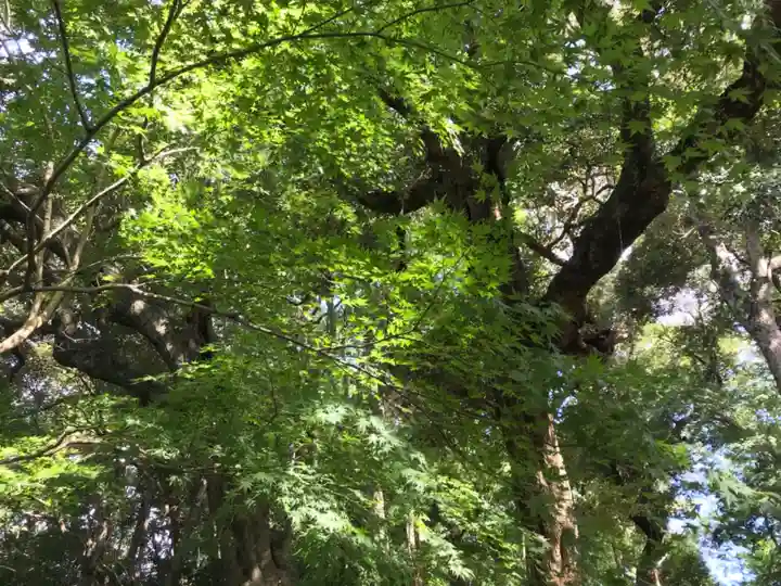 龍尾神社の自然