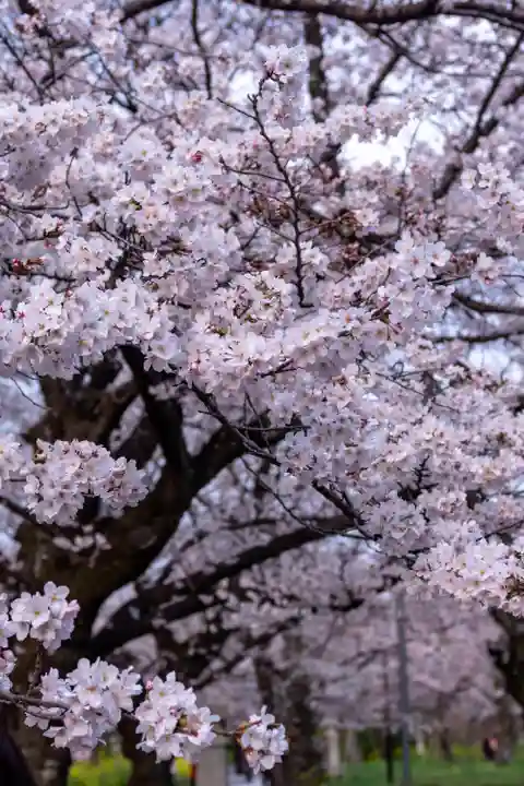 平野神社(京都府)
