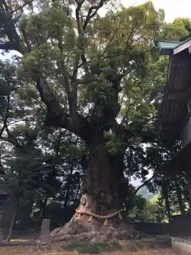 川津来宮神社の自然