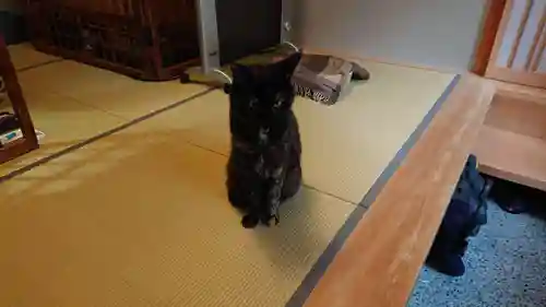 五十稲荷神社(栄寿稲荷神社)の動物