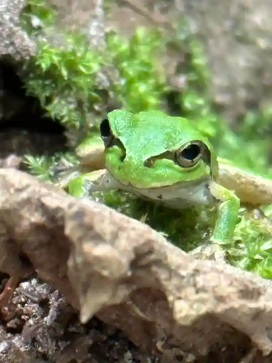 須山浅間神社(静岡県)