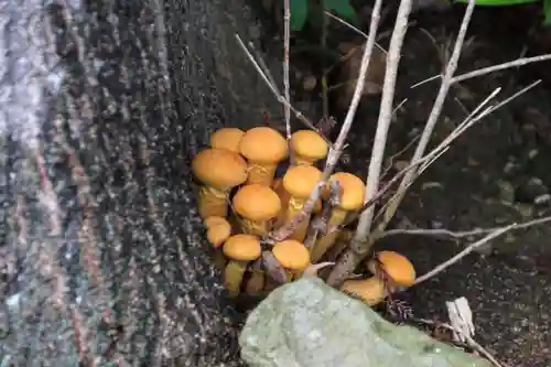 豊景神社の自然