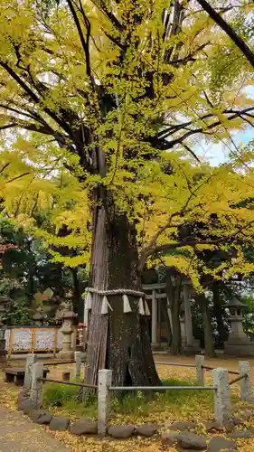 赤坂氷川神社(東京都)