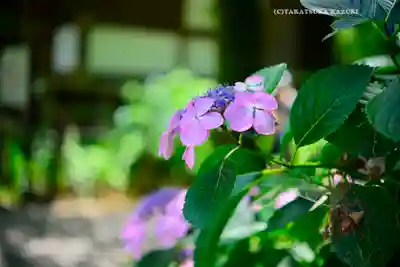 高幡不動尊　金剛寺(東京都)