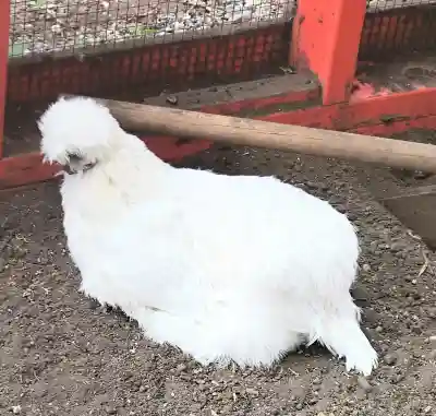 田無神社の{uncategorized: "未分類", other: "その他", undefined: "問題あり", building: "その他建物", grave: "お墓", sacred_gate: "鳥居", guardian: "狛犬", statue: "像", buddha: "仏像", history: "歴史", nature: "自然", garden: "庭園", animal: "動物", pagoda: "塔", temizu: "手水舎", mountain_gate: "山門・神門", sanctuary: "本殿・本堂", subordinate: "末社・摂社", art: "芸術", scenery: "景色", jizo: "地蔵", ema: "絵馬", goshuin: "御朱印", omikuji: "おみくじ", items: "授与品その他", amulet: "お守り", goshuincho: "御朱印帳", eats: "食事", festival: "お祭り", votive_dance: "神楽", shichigosan: "七五三参", wedding: "結婚式", experience: "体験その他", initially: "初詣", around: "周辺", anti_infection: "感染症対策"}