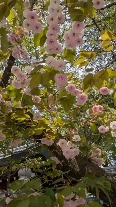 白峯神宮(京都府)