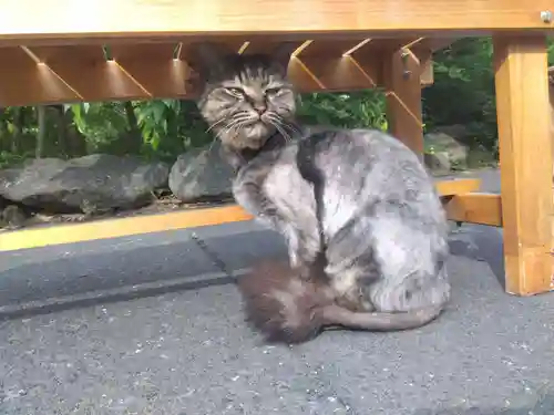 御誕生寺（猫寺）(福井県)