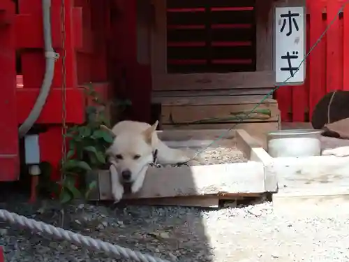 宝来宝来神社の動物