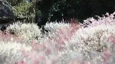 道明寺天満宮(大阪府)