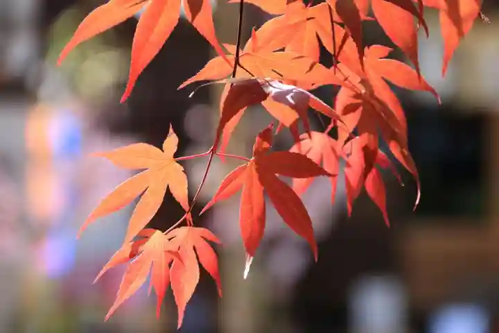 滑川神社 - 仕事と子どもの守り神の自然