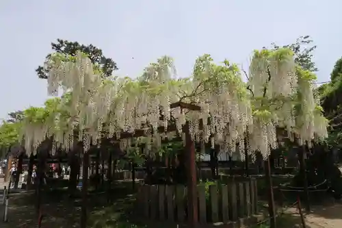 葛井寺(大阪府)