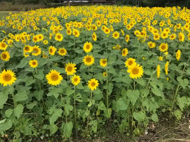 八幡神社の自然