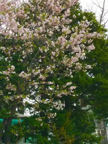 札幌諏訪神社の自然