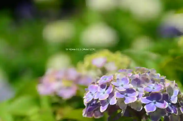 三室戸寺(京都府)