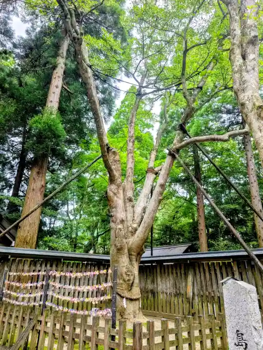 天岩戸神社(宮崎県)