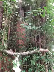 大國魂神社の自然