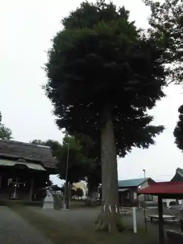 髙部屋神社の自然