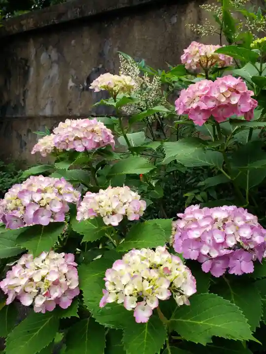 常泉院(東京都)