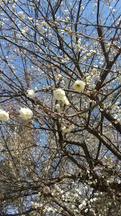 酒門神社(茨城県)