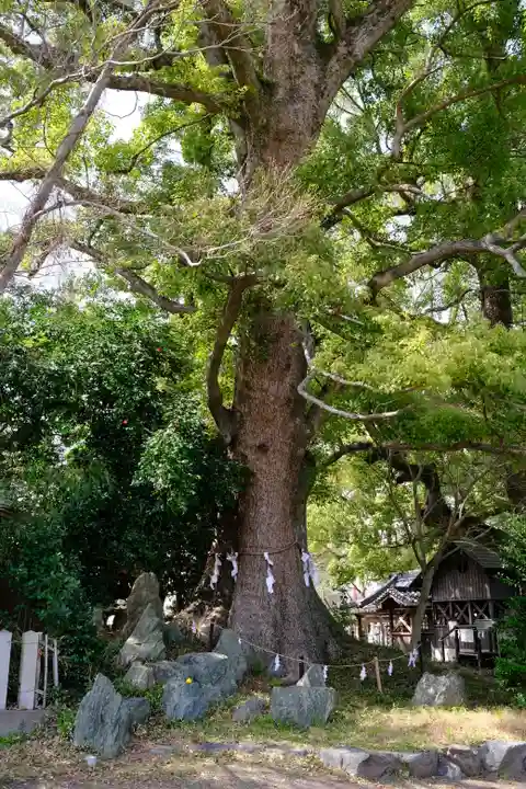 藤白神社の自然