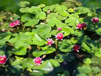 唐津神社の自然