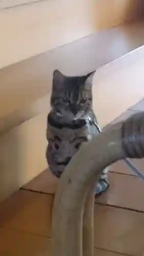 長専院不動寺(出世不動尊)の動物