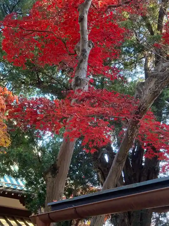 豪徳寺(東京都)