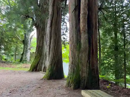 戸隠神社火之御子社の自然