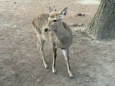興福寺 南円堂の{uncategorized: "未分類", other: "その他", undefined: "問題あり", building: "その他建物", grave: "お墓", sacred_gate: "鳥居", guardian: "狛犬", statue: "像", buddha: "仏像", history: "歴史", nature: "自然", garden: "庭園", animal: "動物", pagoda: "塔", temizu: "手水舎", mountain_gate: "山門・神門", sanctuary: "本殿・本堂", subordinate: "末社・摂社", art: "芸術", scenery: "景色", jizo: "地蔵", ema: "絵馬", goshuin: "御朱印", omikuji: "おみくじ", items: "授与品その他", amulet: "お守り", goshuincho: "御朱印帳", eats: "食事", festival: "お祭り", votive_dance: "神楽", shichigosan: "七五三参", wedding: "結婚式", experience: "体験その他", initially: "初詣", around: "周辺", anti_infection: "感染症対策"}