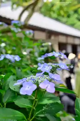 明月院(神奈川県)