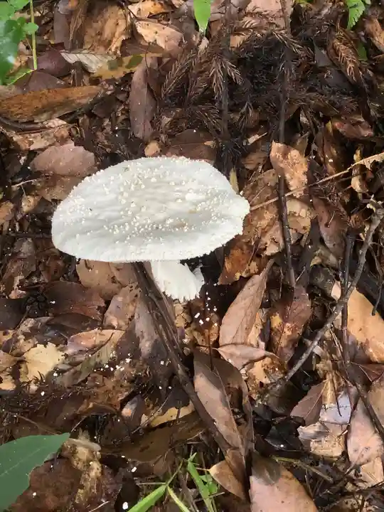 玉野御嶽神社の自然