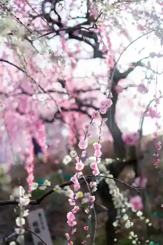 大縣神社の自然