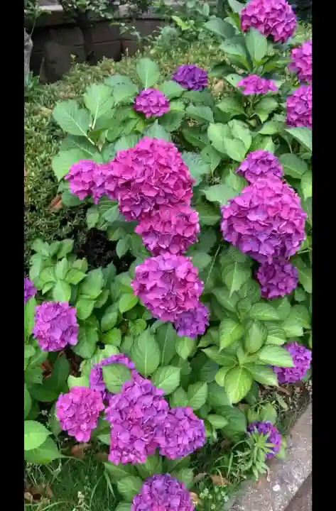 桜神宮(東京都)