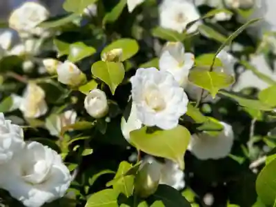 阿邪訶根神社の{uncategorized: "未分類", other: "その他", undefined: "問題あり", building: "その他建物", grave: "お墓", sacred_gate: "鳥居", guardian: "狛犬", statue: "像", buddha: "仏像", history: "歴史", nature: "自然", garden: "庭園", animal: "動物", pagoda: "塔", temizu: "手水舎", mountain_gate: "山門・神門", sanctuary: "本殿・本堂", subordinate: "末社・摂社", art: "芸術", scenery: "景色", jizo: "地蔵", ema: "絵馬", goshuin: "御朱印", omikuji: "おみくじ", items: "授与品その他", amulet: "お守り", goshuincho: "御朱印帳", eats: "食事", festival: "お祭り", votive_dance: "神楽", shichigosan: "七五三参", wedding: "結婚式", experience: "体験その他", initially: "初詣", around: "周辺", anti_infection: "感染症対策"}