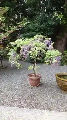 阿佐ヶ谷神明宮(東京都)